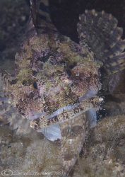 Long spined scorpion fish. It just won't go down! Trefor ... by Derek Haslam 